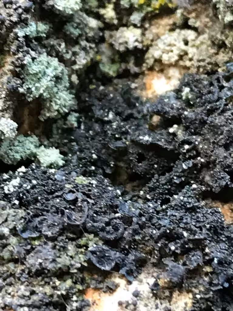 Jelly Lichen, photo 2 of 5