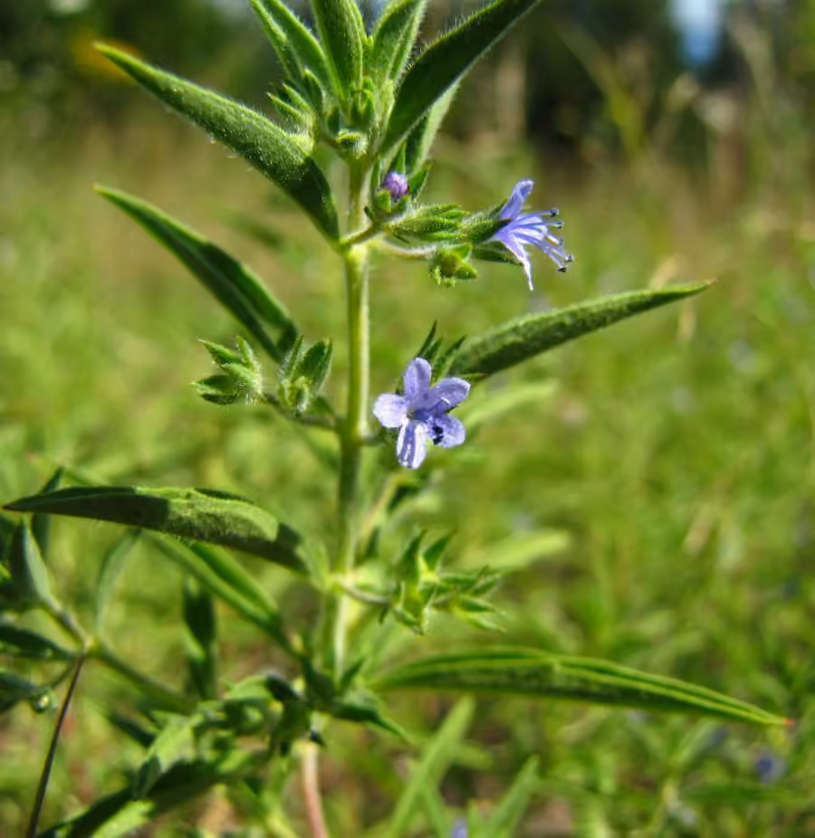 Fluxweed, photo 2 of 3