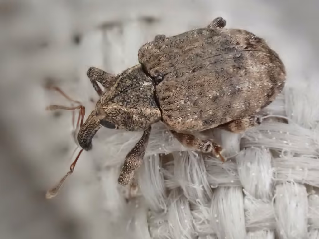 Pigweed Curculio, photo 2 of 5