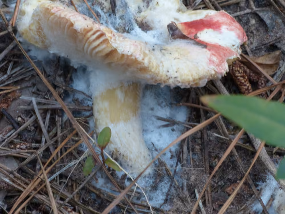 Troll-doll Fungus, photo 3 of 5