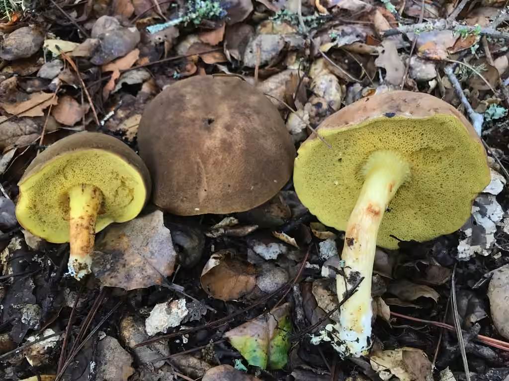 Suede bolete, photo 3 of 5