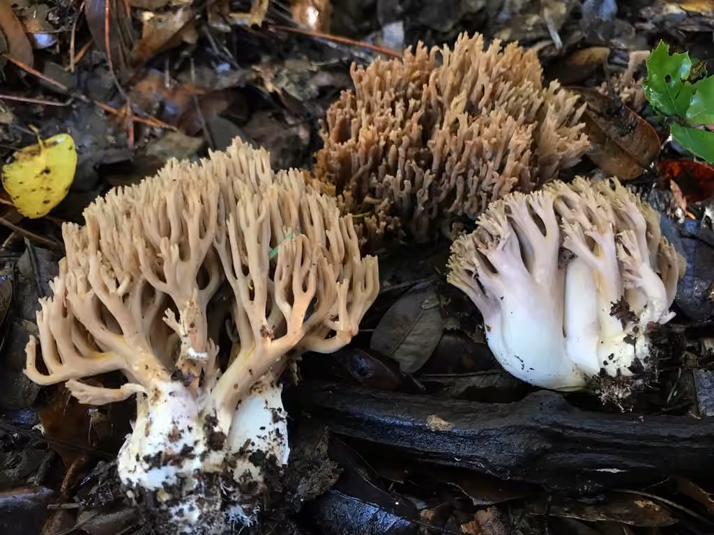 violet-banded coral fungus, photo 1 sur 5