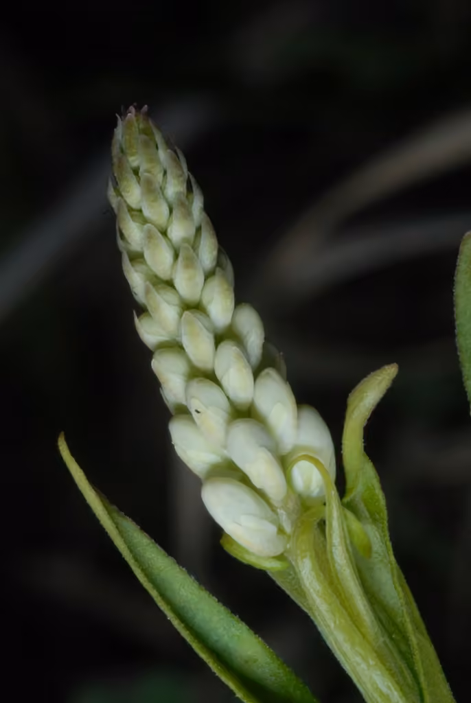 Seneca snakeroot, Flower buds