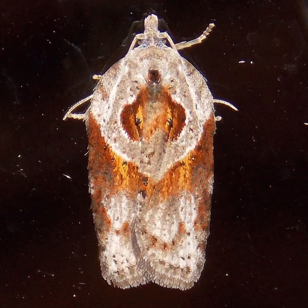 Stained-back Leafroller Moth, photo 1 of 5