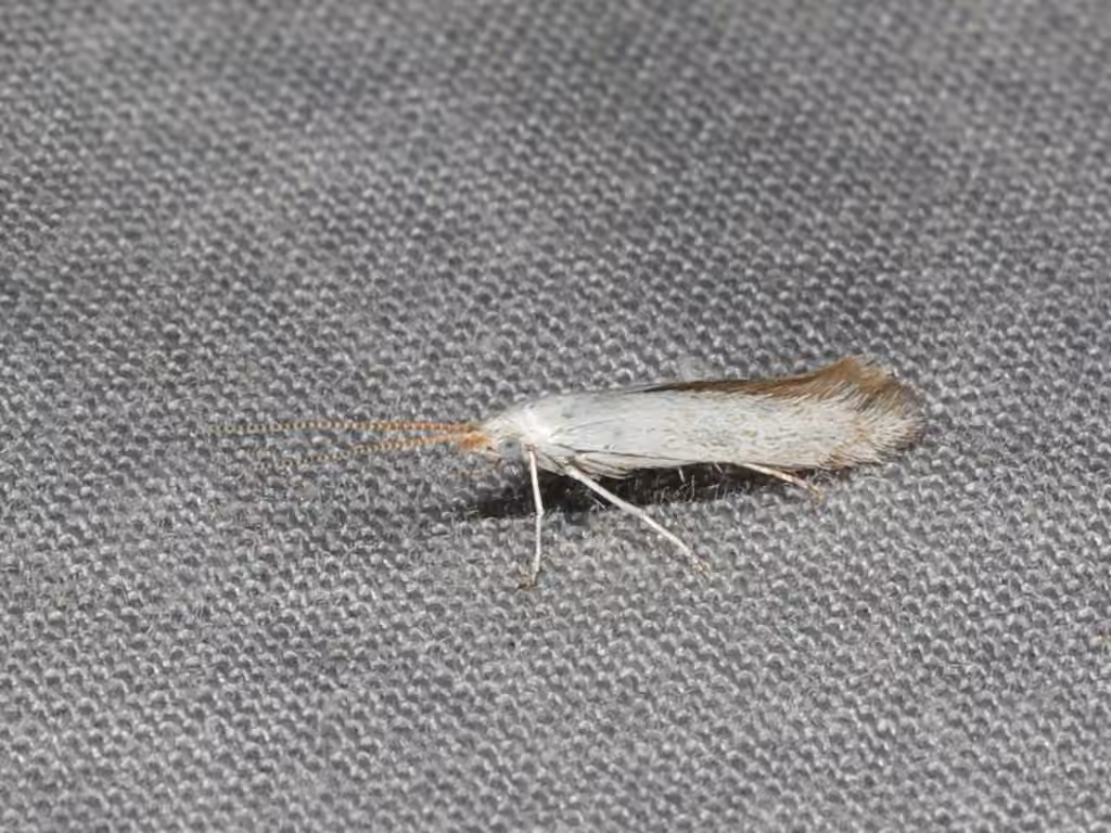 American Pistol Casebearer Moth, photo 1 sur 5