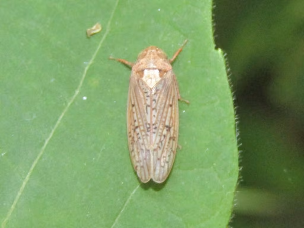 Ponana rubida