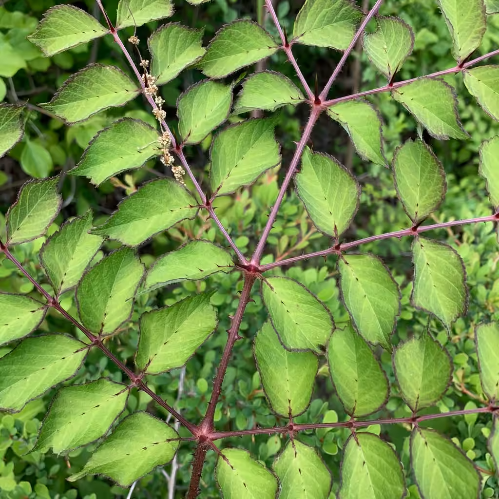Japanese angelica tree, photo 1 of 5
