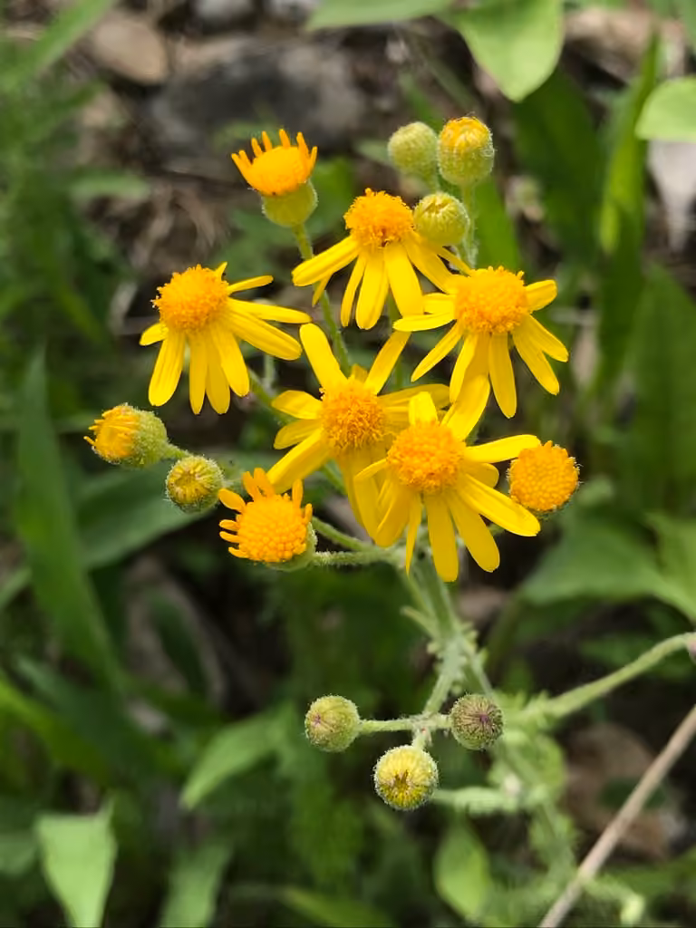 Balsam groundsel