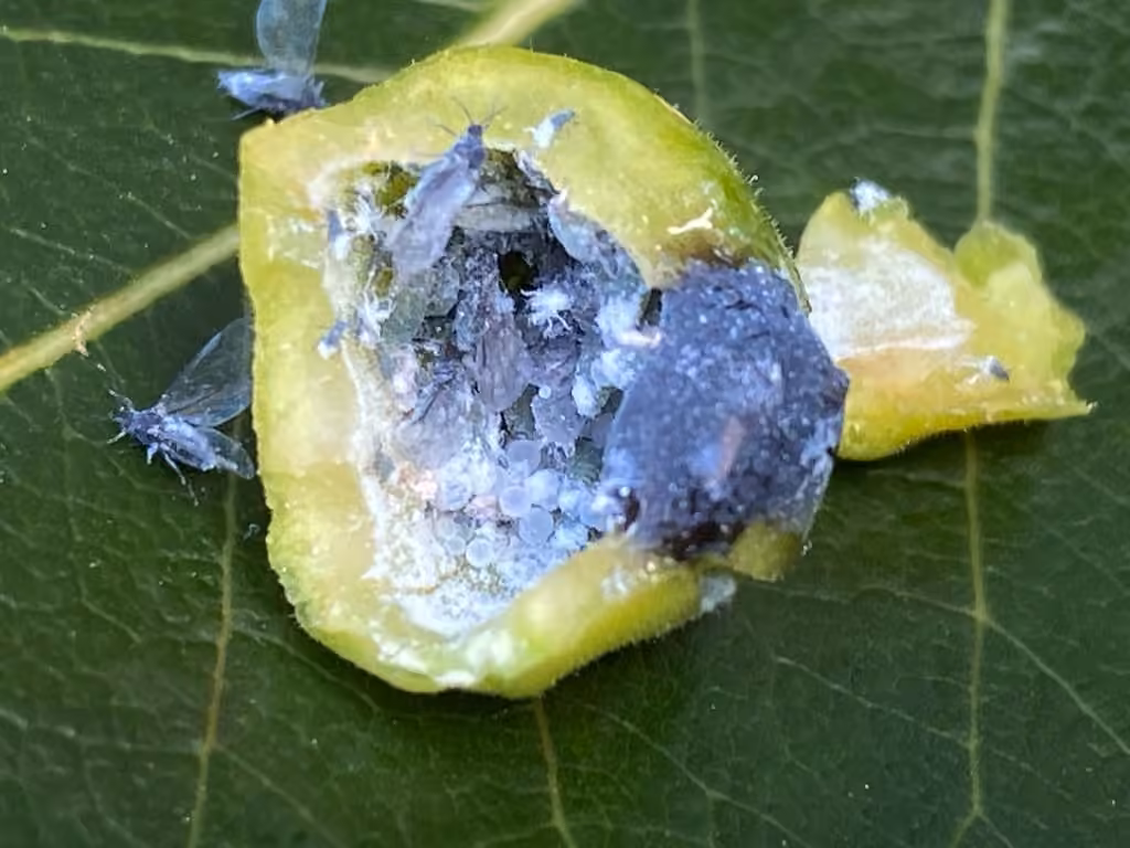Pemphigus populiglobuli, Nymph