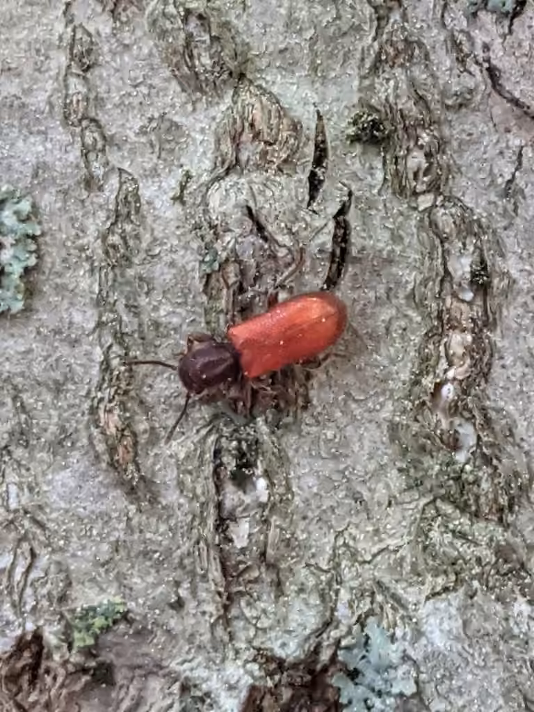Cléride rouge, photo 2 sur 5