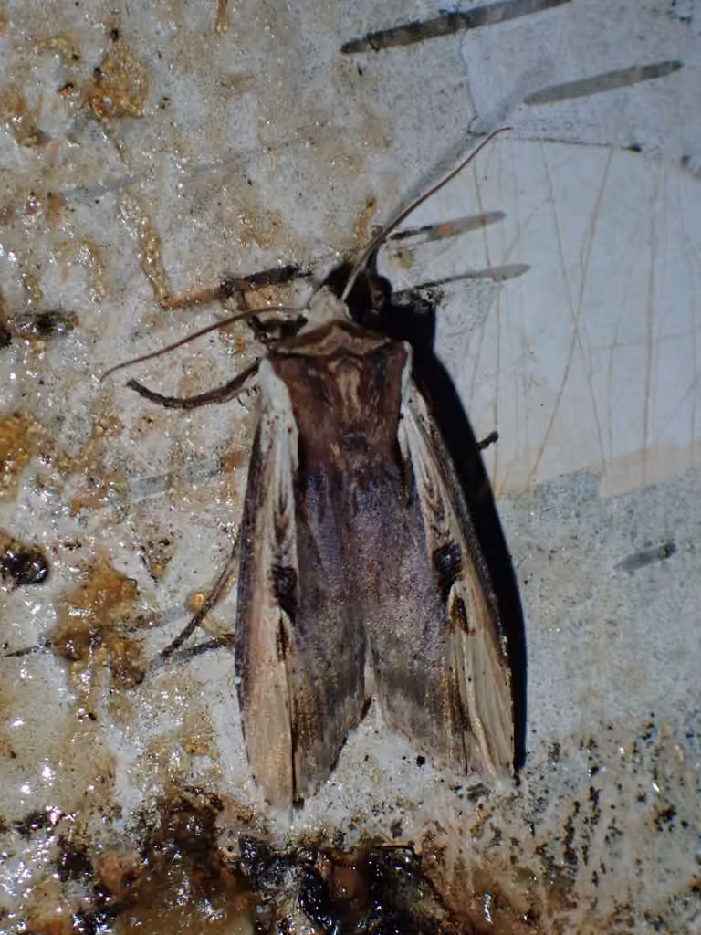 Dot-and-Dash Swordgrass Moth, Adulte