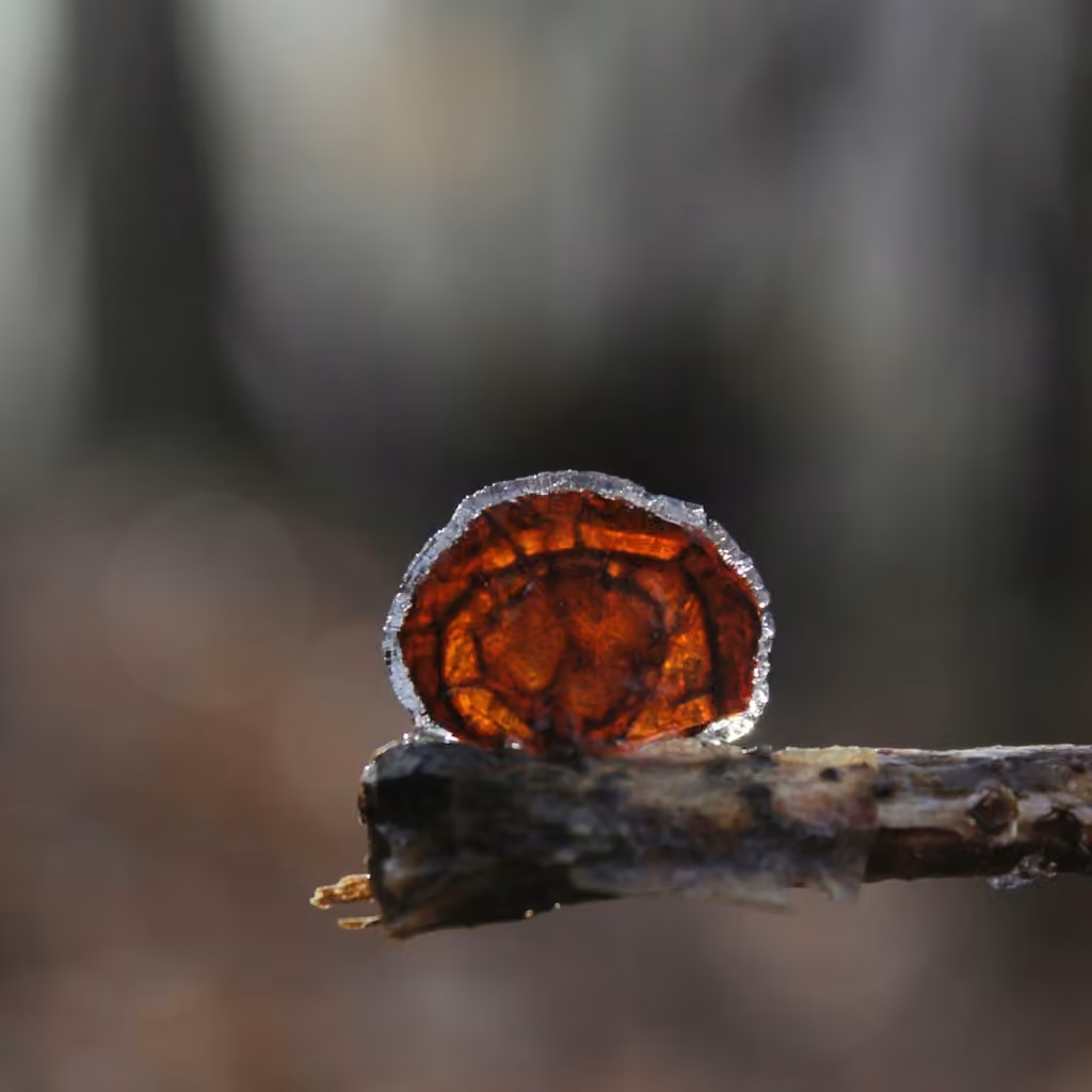 American Amber Jelly Fungus, photo 3 sur 5
