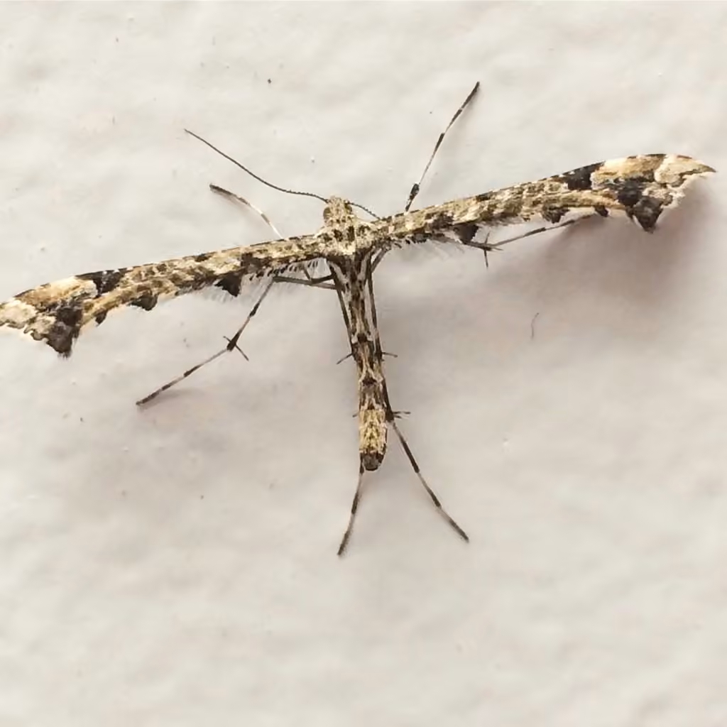 Geranium Plume Moth, photo 1 sur 5