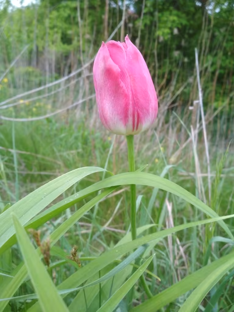 Didier's tulip, In flower