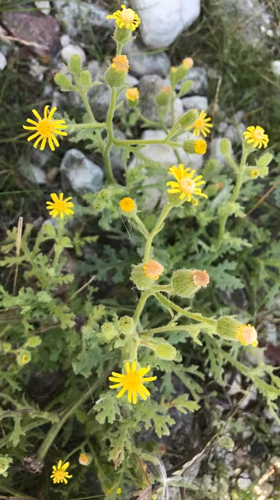 Sticky ragwort