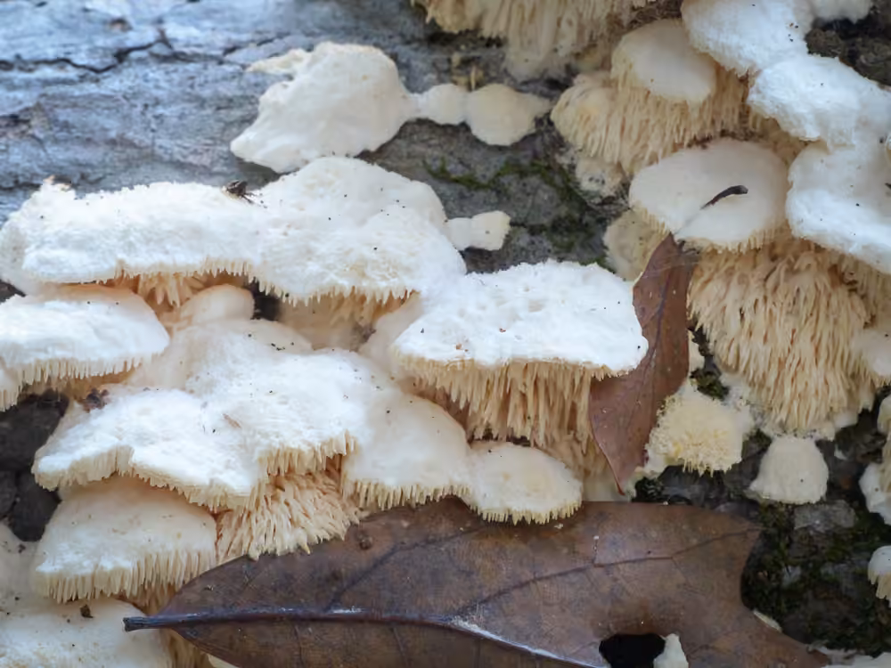 Polypore denté