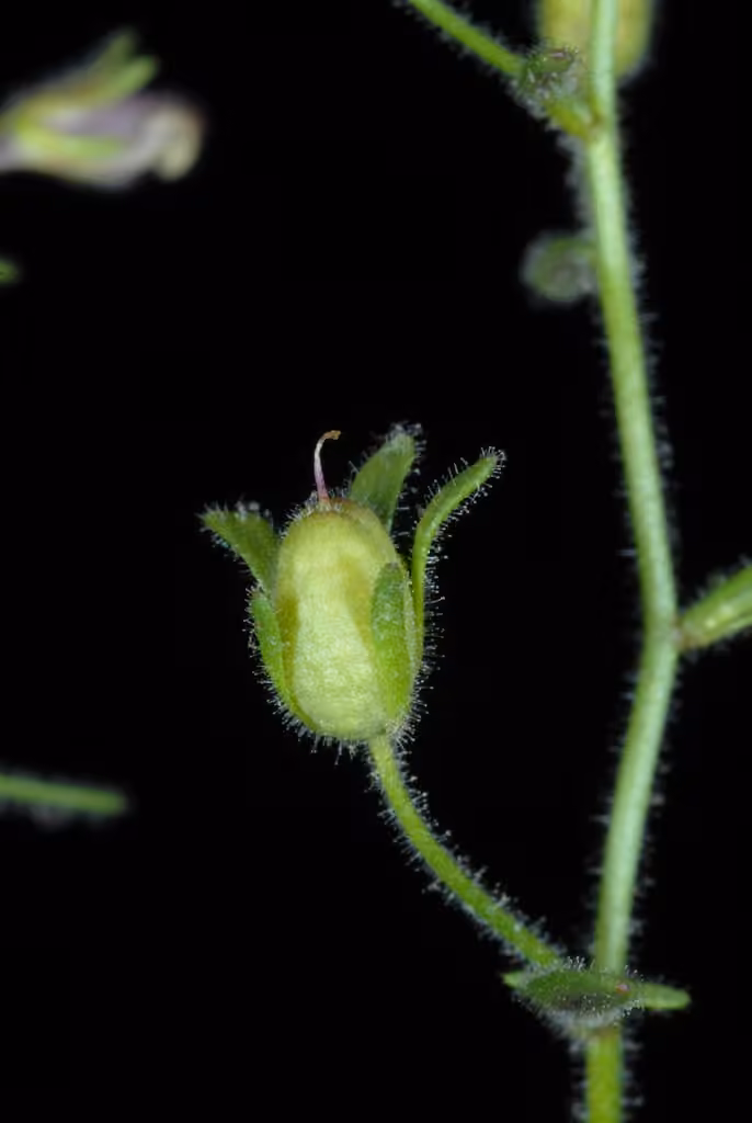 Chénorhinum mineur, En fruits