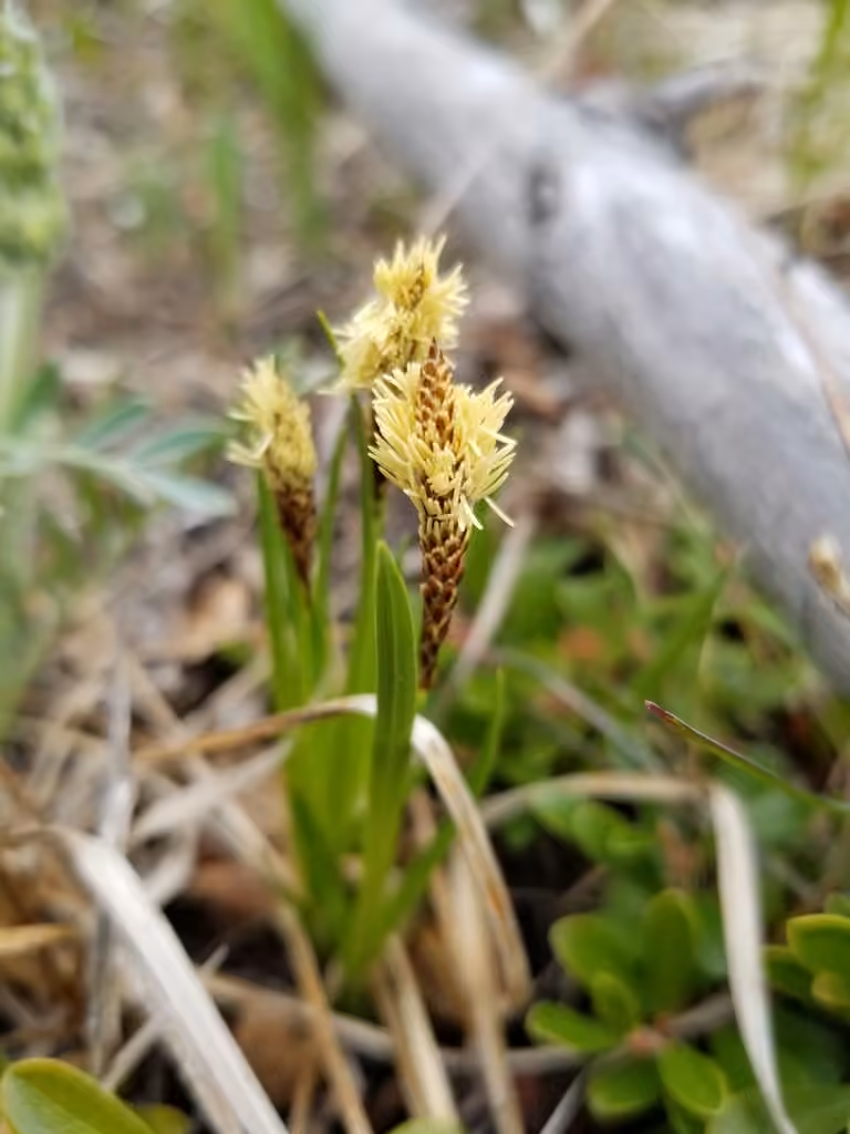 Canadian single-spike sedge, In flower