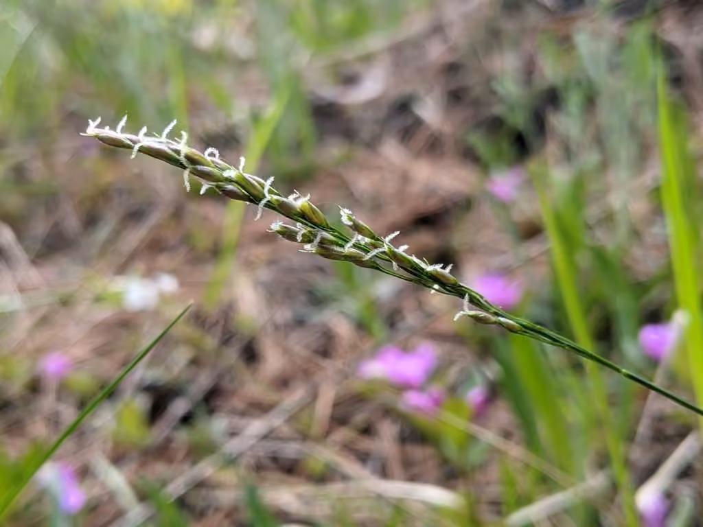 Oryzopsis piquant, En fleurs