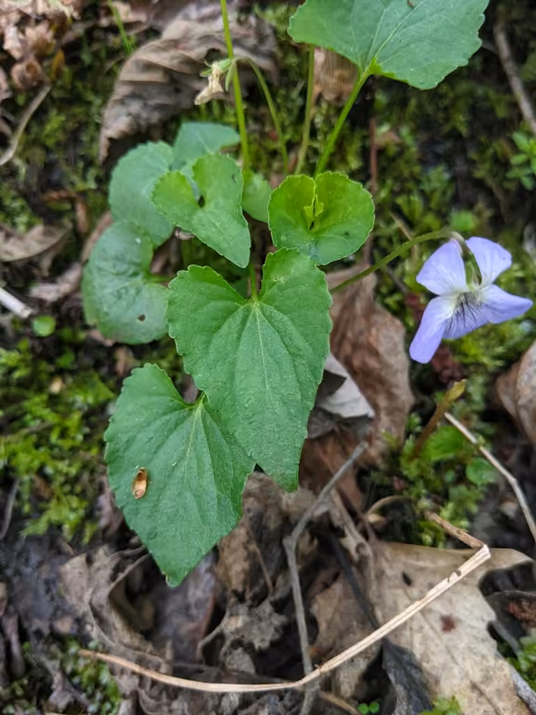 Violette affine, photo 3 sur 5