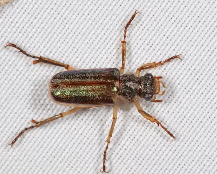 White-collared Chafer, photo 1 of 5