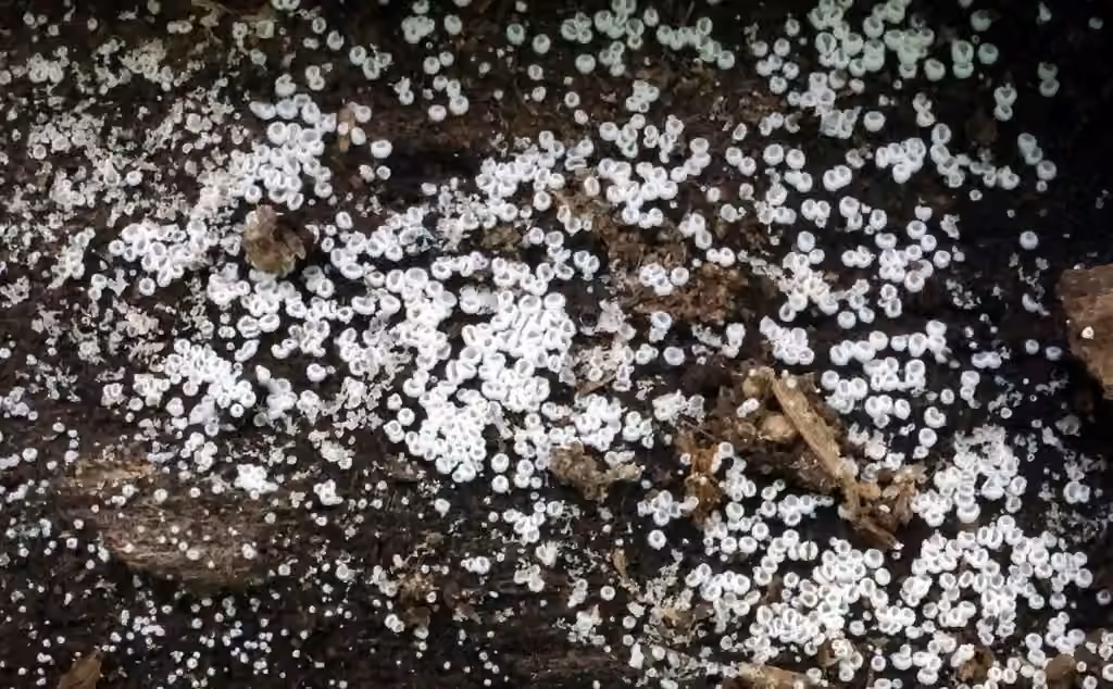 Cyphelle minuscule