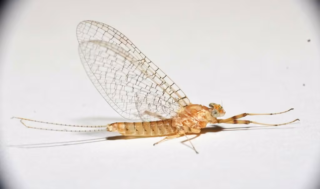 Spotted flat-headed mayfly, photo 1 of 5