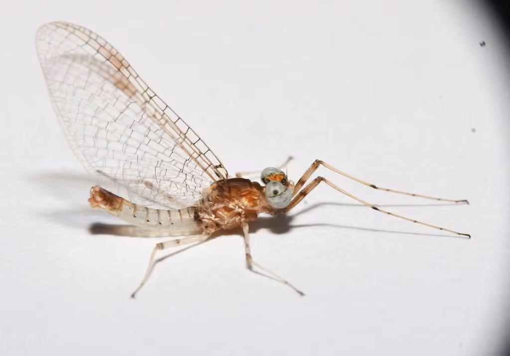 Modest flat-headed mayfly