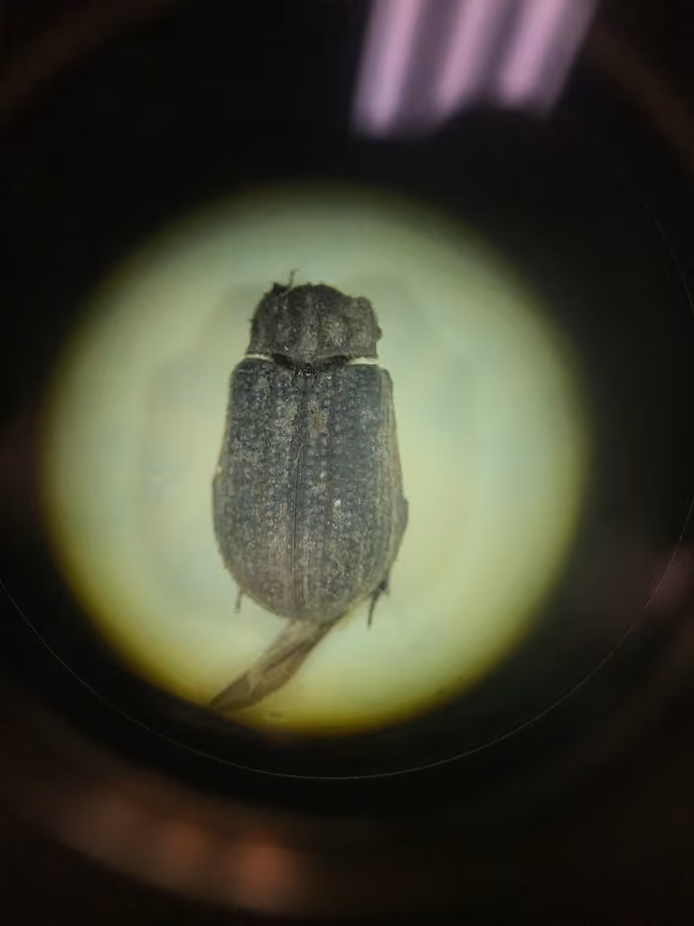 One-striated Hide Scarab Beetle, photo 3 of 5