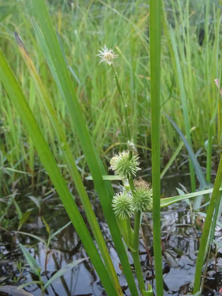 American burreed, In flower