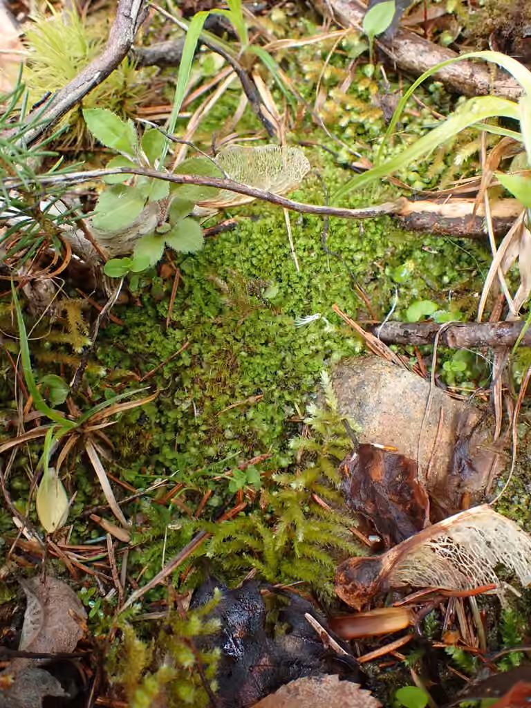 Transparent Flapwort, photo 2 of 5