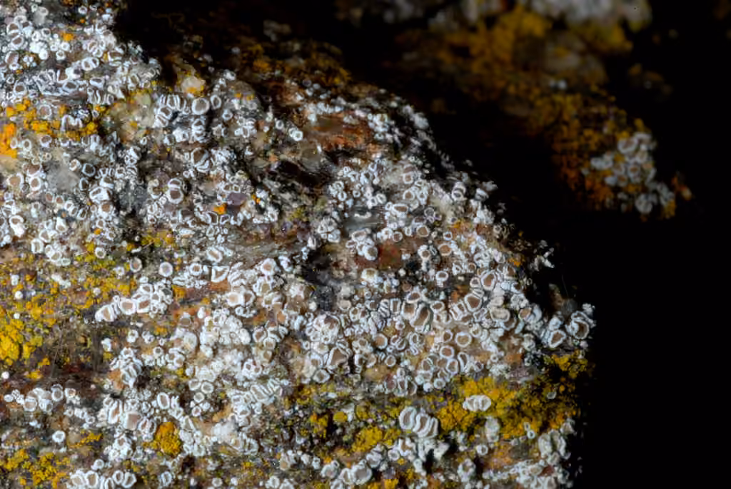 Mortar Rim Lichen, photo 3 of 5