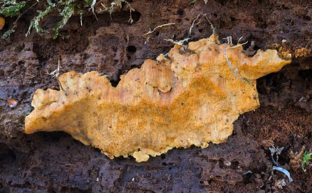 Meripilus crocatus, photo 3 of 5