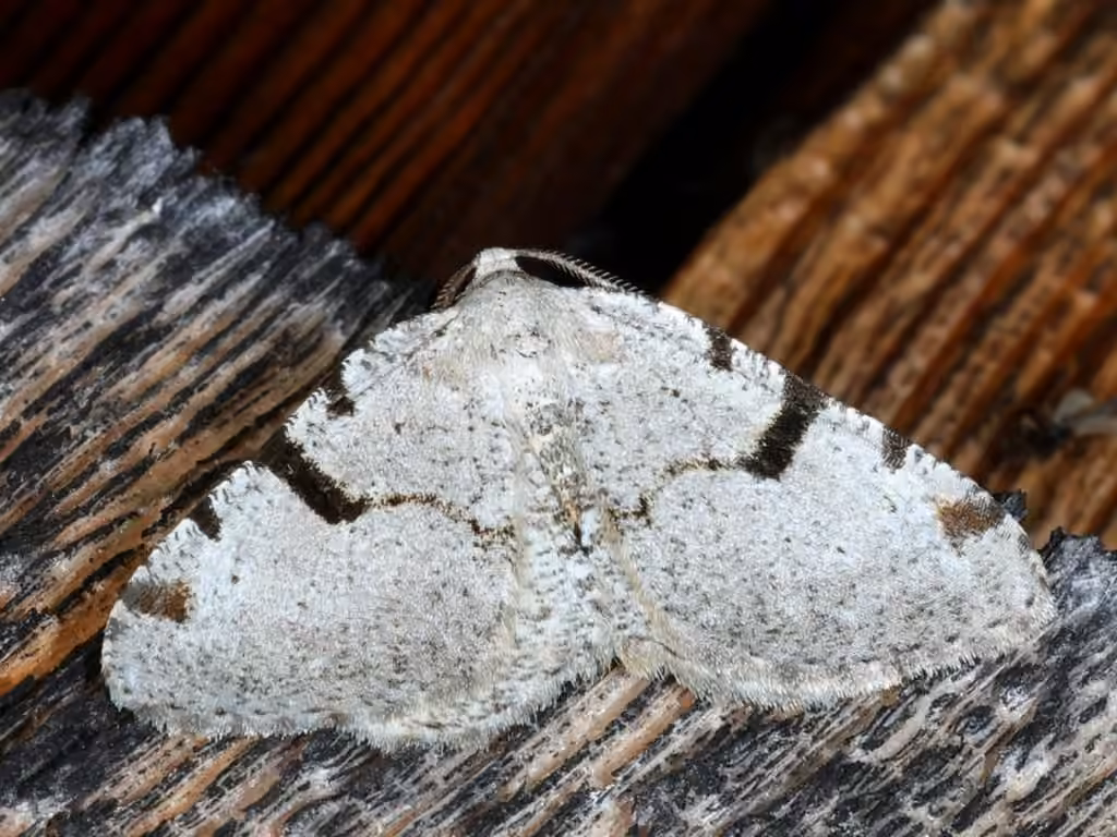 Barred Angle, Adult