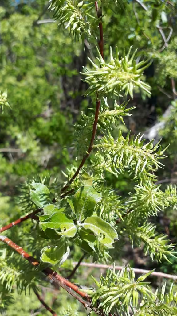 Bebb's willow, In flower