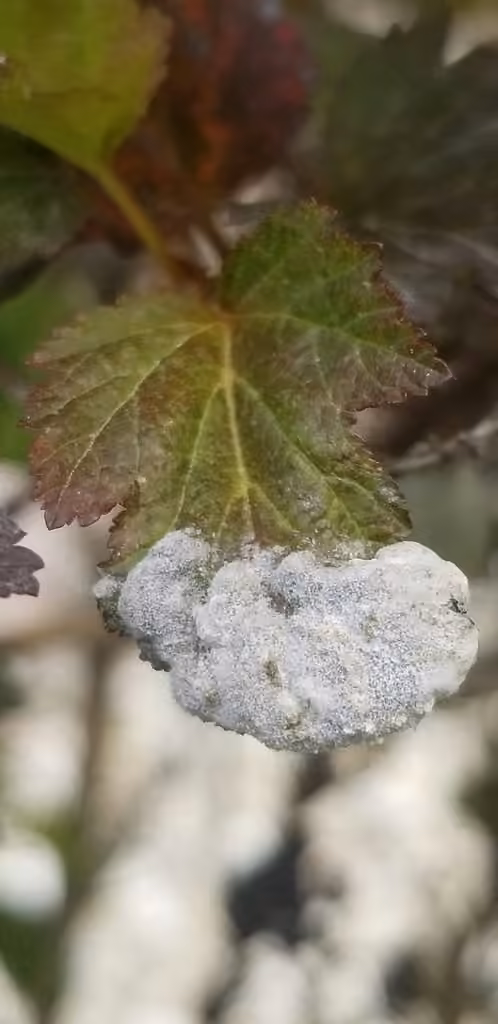 Ninebark Powdery Mildew, photo 2 sur 5