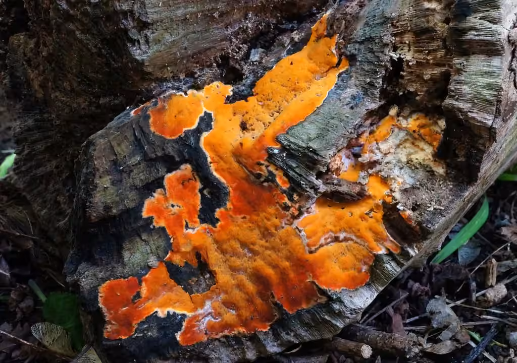 Ceriporia spissa