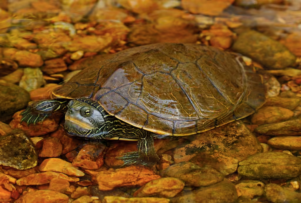 Tortue géographique