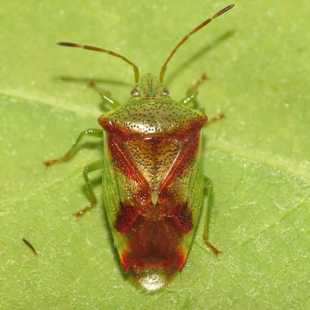 Punaise à croix rouge