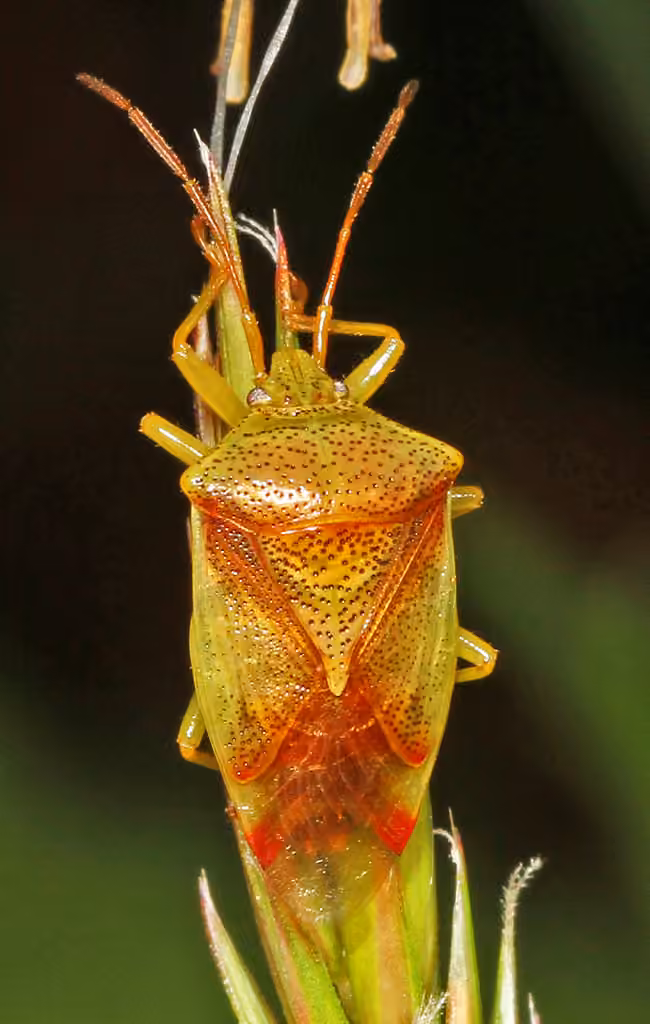 Red-cross Shield Bug, photo 3 of 5