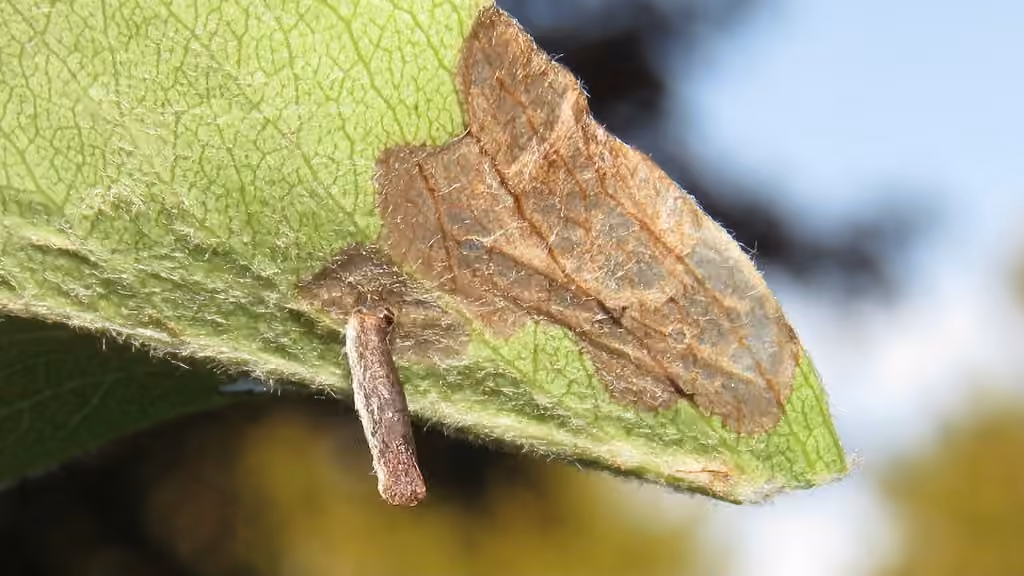 Apple-and-Plum Casebearer Moth, Caterpillar
