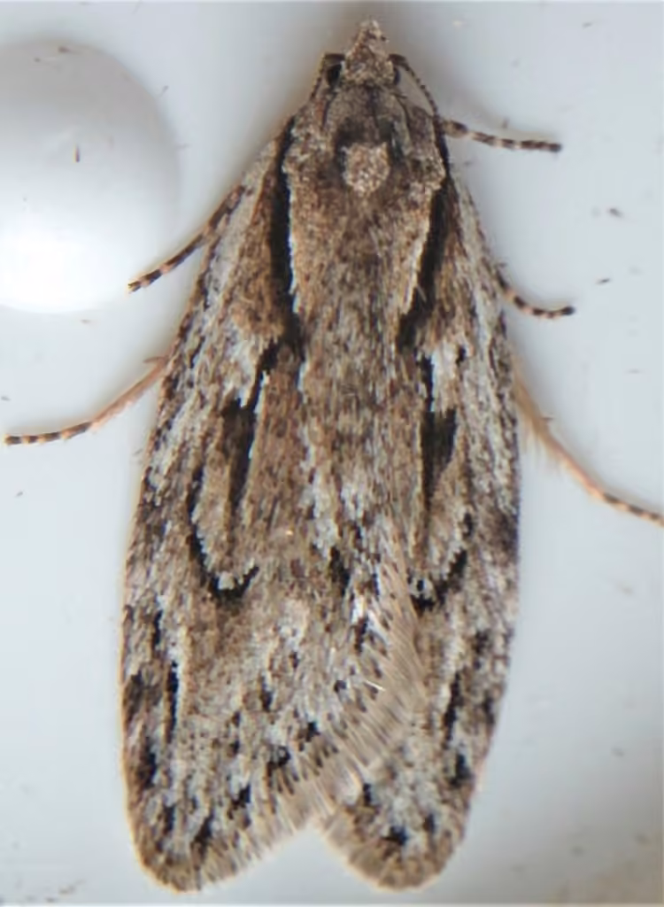 Aurora Flatbody Moth, Adult