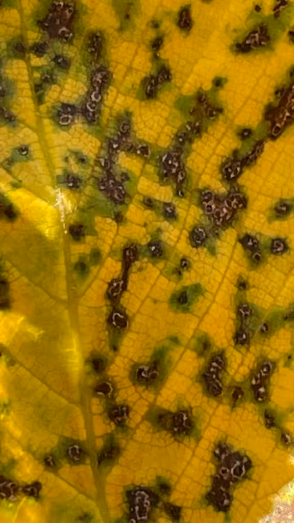 Black Spot Of Elm