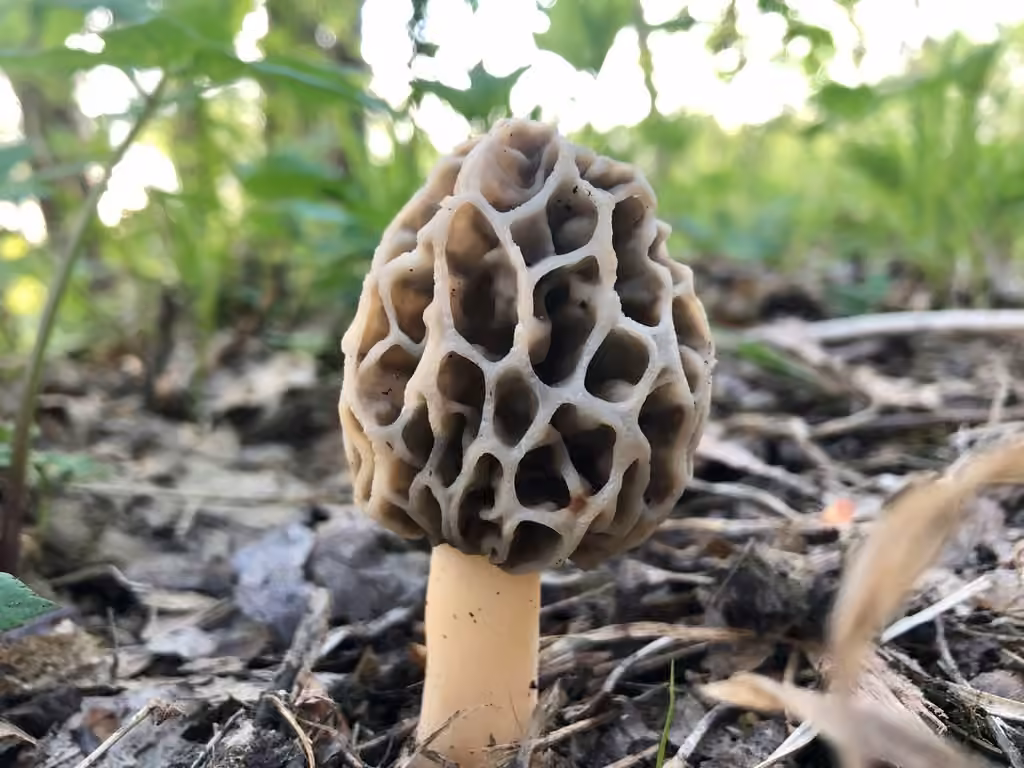 Morel, photo 3 of 5