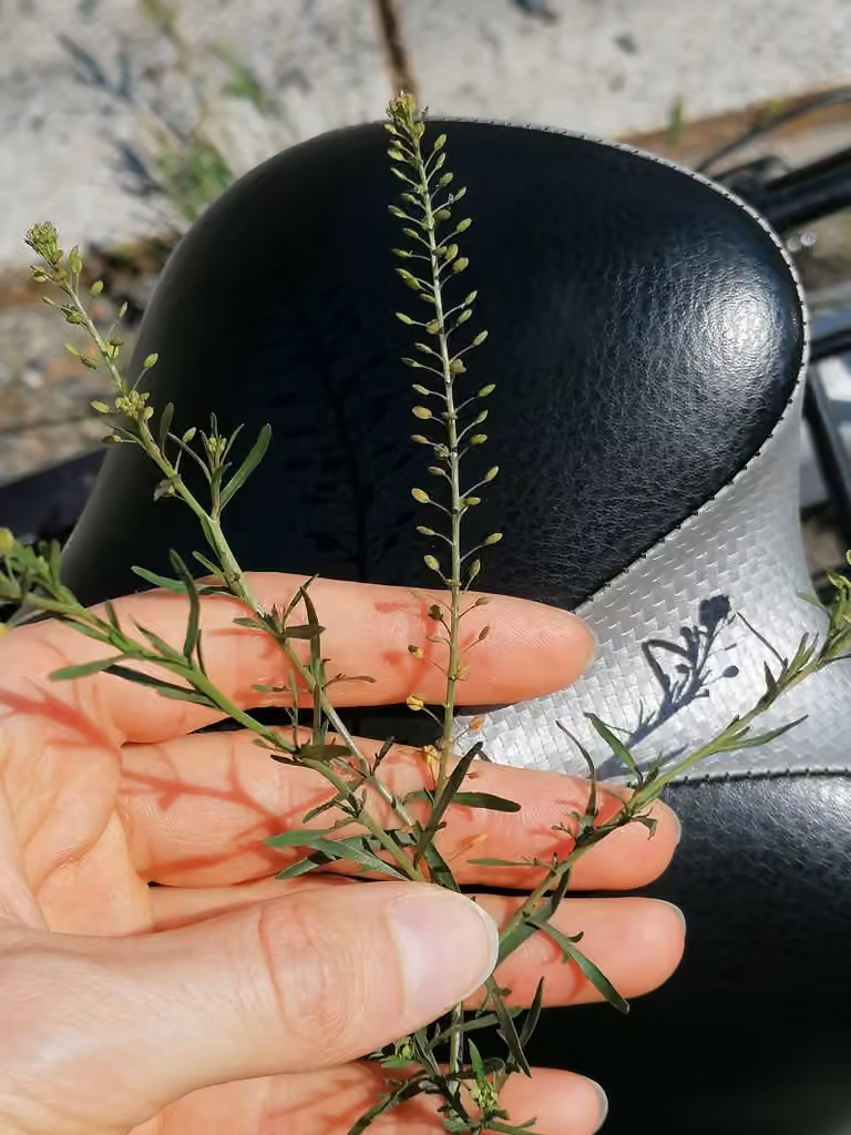 Roadside pepperweed, In flower