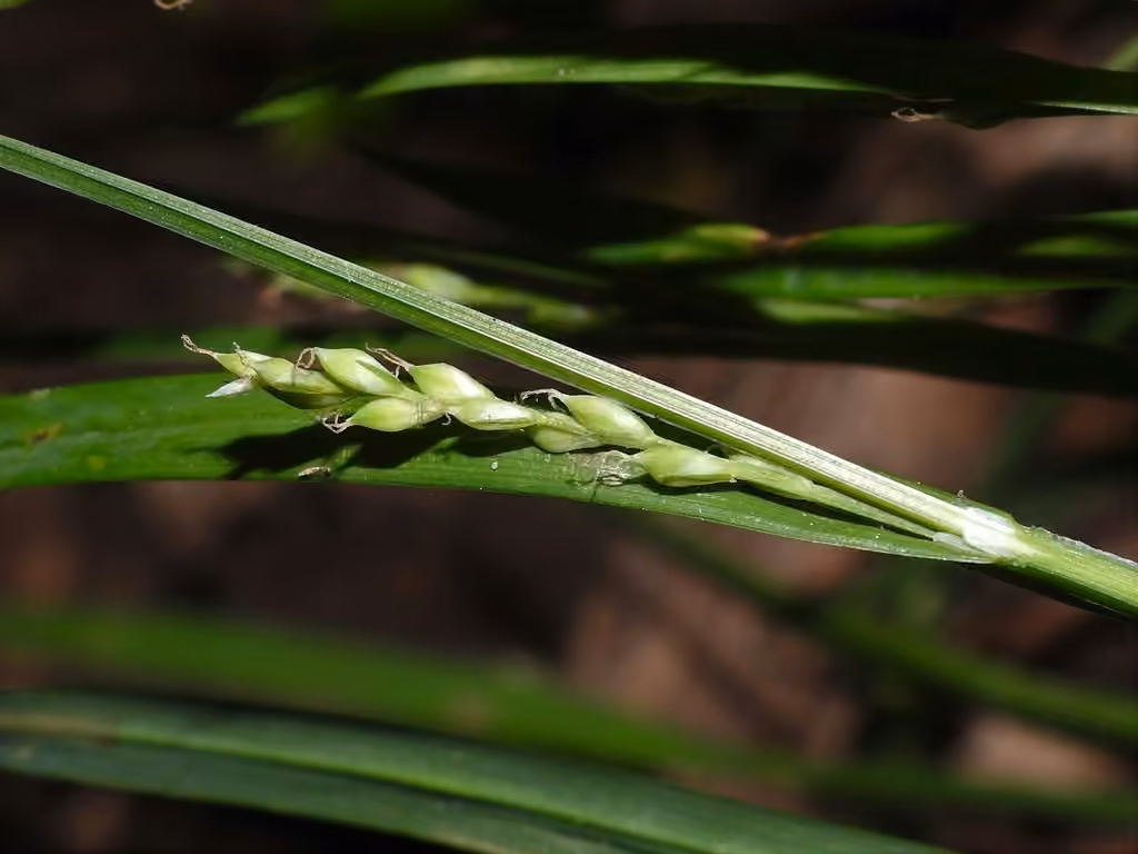 Carex laxiflore, En fruits