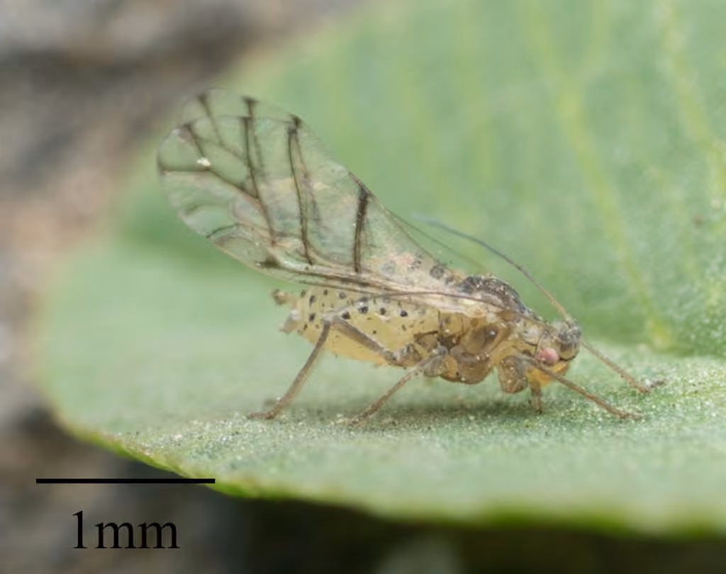 Spotted alfalfa aphid, photo 1 of 5