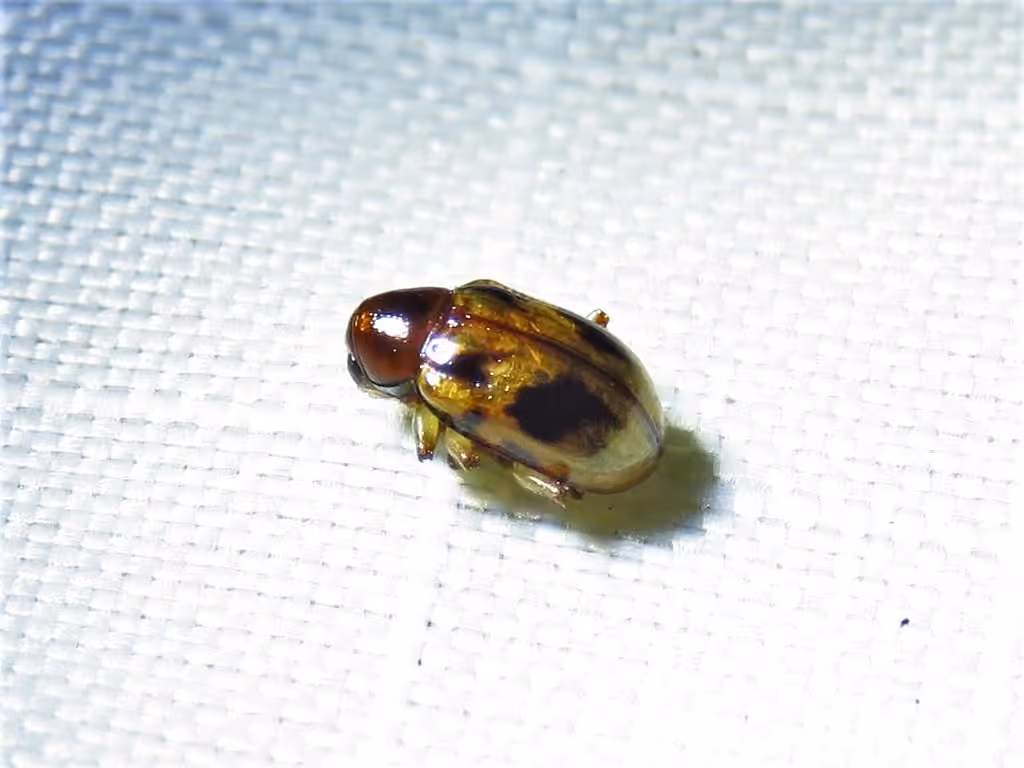 Strawberry Rootworm, photo 3 of 5