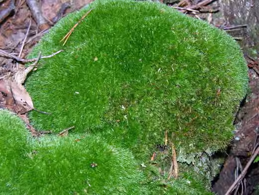 Coussinet des bois, photo 2 sur 5