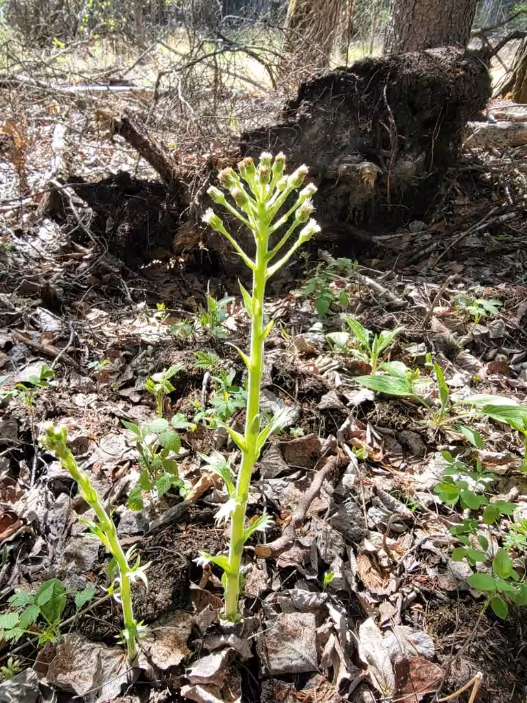Pétasite des régions froides, En fleurs